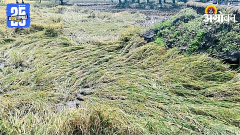 Crop Damage