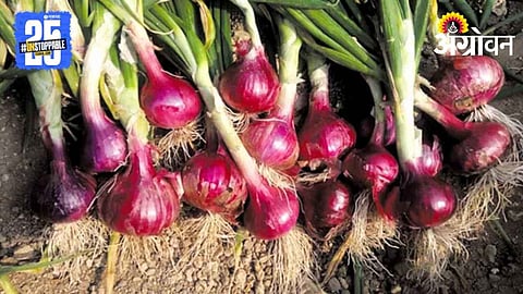 Rangada Kanda Cultivation