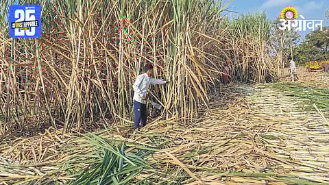 Sugarcane Season 
