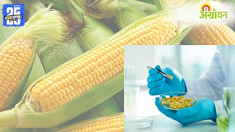 GM Foods