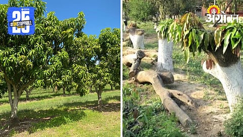 Mango Orchard Management