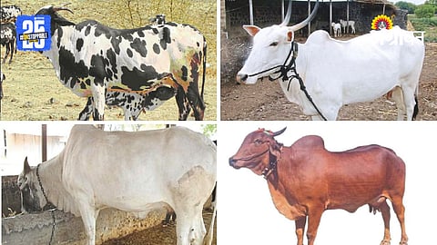 Desi Cow Conservation
