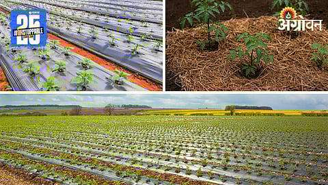 Beekeeping Agriculture