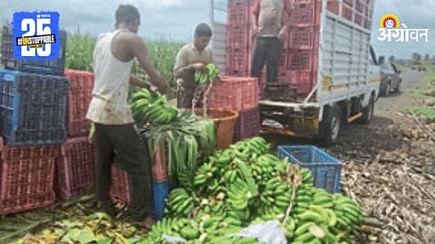 Banana Farming