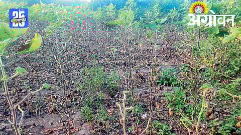 Cotton Crop