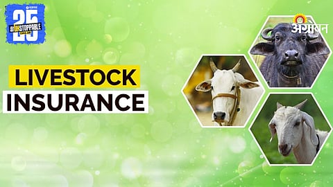 Livestock Insurance