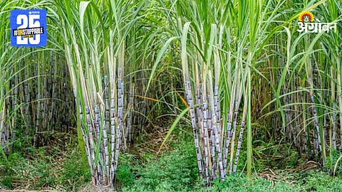 Sugarcane