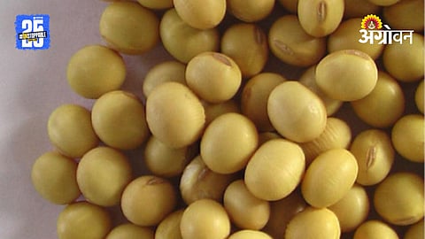 Soybean MSP
