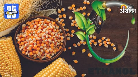 Maize