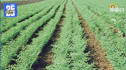 Chana Farming