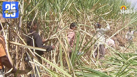 Sugarcane Worker