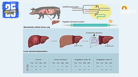 Pig 