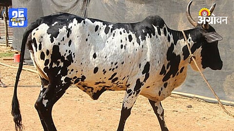 Dangi Cow
