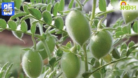 Rabi Sowing