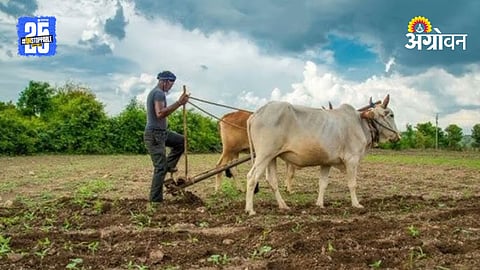 Rabi Sowing