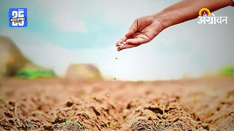 Oil Seed Sowing