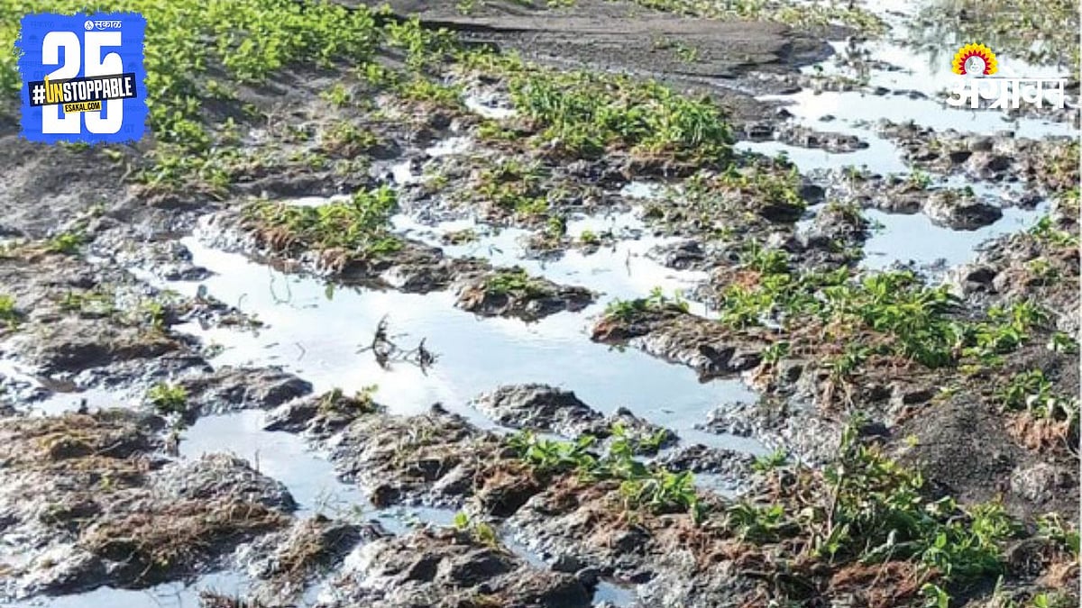 Crop Damage । कापूस, तुरीवर आता शेतकऱ्यांची भिस्त । Farmers Turn to ...