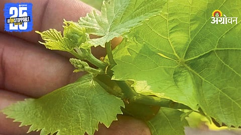 Grape Crop