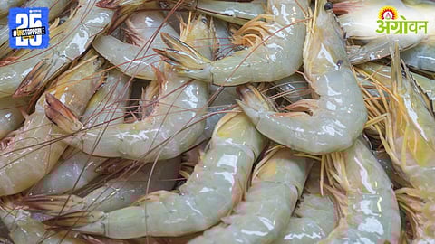 Indian Prawn Export