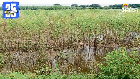 Crop Damage