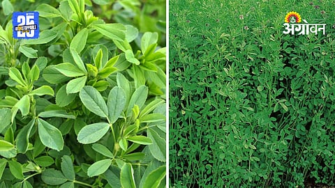 Lucern Fodder Crop