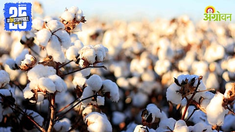 Cotton