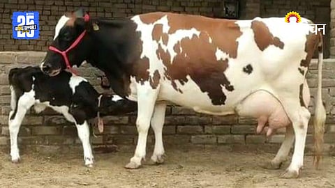Winter Cow Care