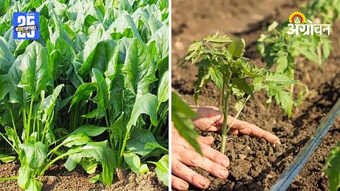 Vegetable Cultivation