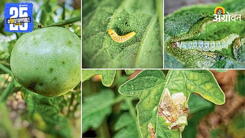 Pinworm Pest