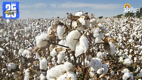 Cotton Farming