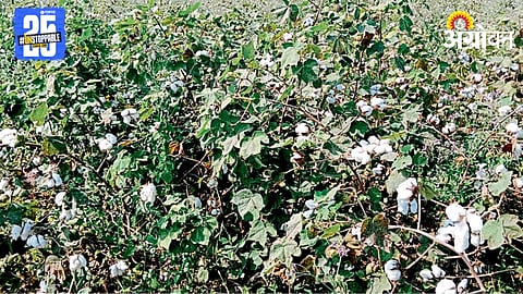 Cotton Crop 