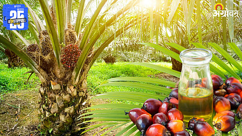 Palm Cultivation