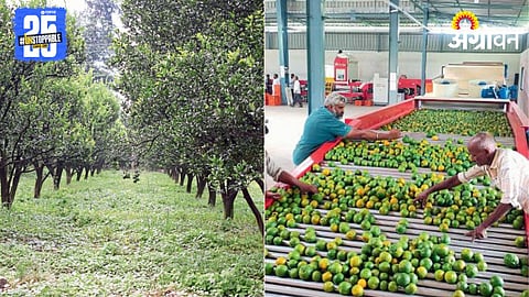 Farmer Success Story 
