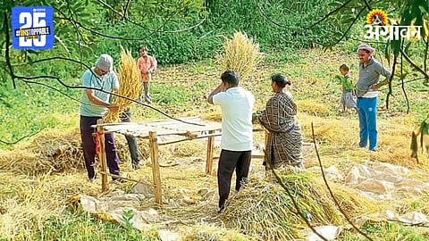 Paddy Harvesting