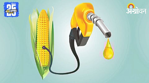Maize 