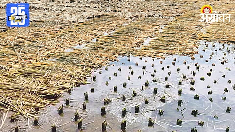 Crop Damage 