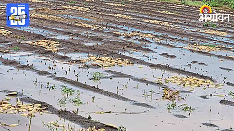 Crop Damage Compensation 