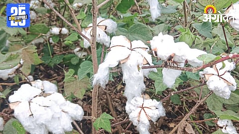 Cotton Crop Damage 