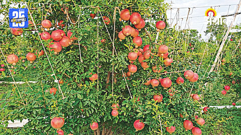 Fruit Crop Insurance