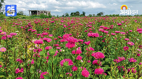 Aster Flower Farming