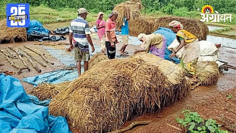 Paddy Harvesting 