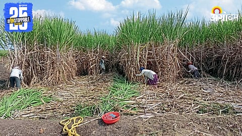 Sugarcane Farming