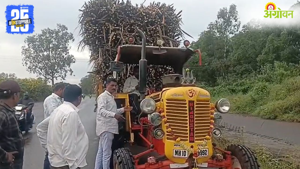 Sugarcane Season