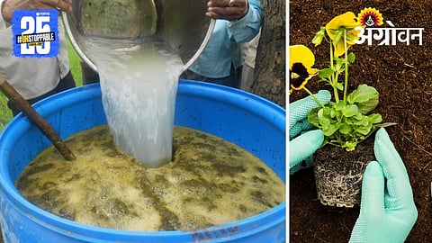Jeevamrut Making