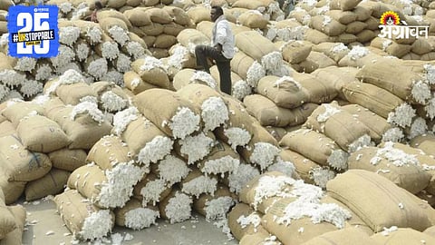 Cotton Market
