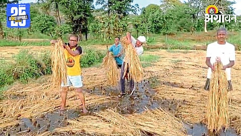 Paddy Crop Damage 