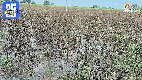 Cotton Farming