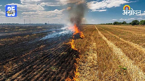 Stubble Burning