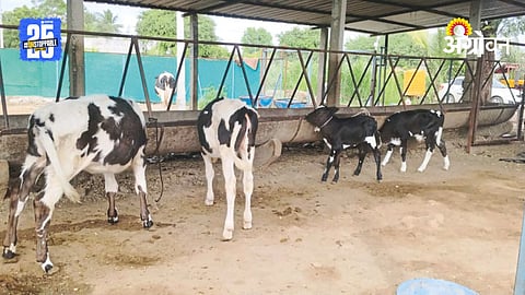 Animal Husbandry