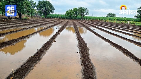 Onion Farmers